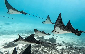 Stingrays Can Sense the Heartbeat of Their Prey