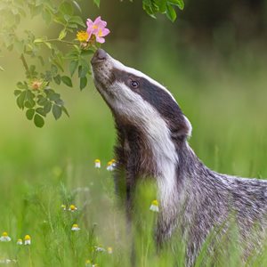 Cute Badger Facts