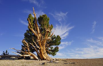 Ancient Pine Tree