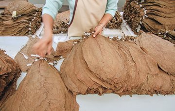 North Carolina Tobacco