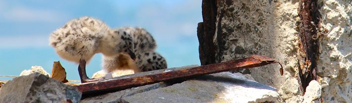 Bird Watching Alcatraz Fact