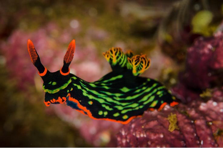Interesting Nudibranch Fact