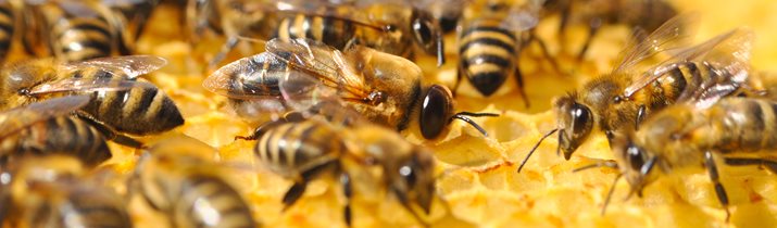 Random Honey Bee Facts