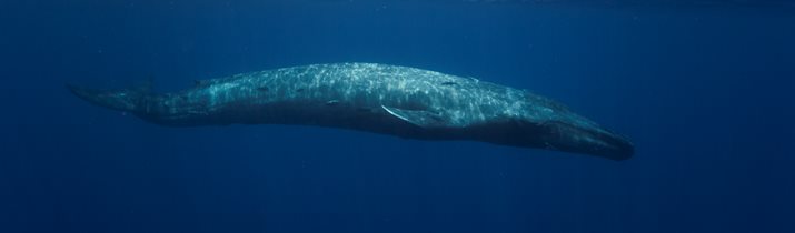 Interesting Blue Whale Fact