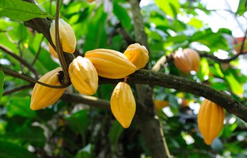 Cocoa Tree Fact