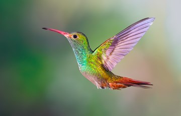 Costa Rica Biodiversity Fact