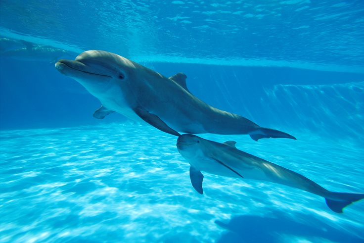 Interesting Facts About Dolphins - Vetstreet