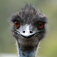 Fun Emu Fact
