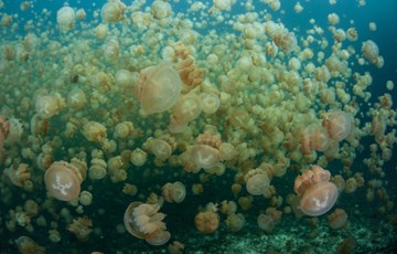 Interesting Jellyfish Lake Fact