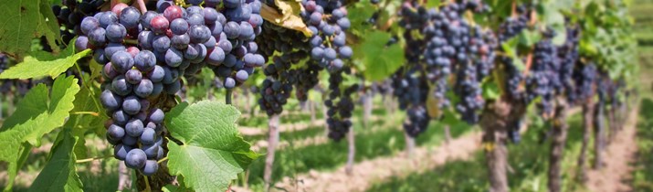 Grape Wine Fact