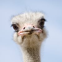Ostrich Fun Facts