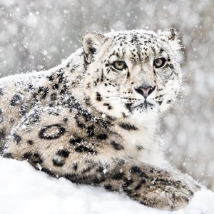 Snow Leopard Fact