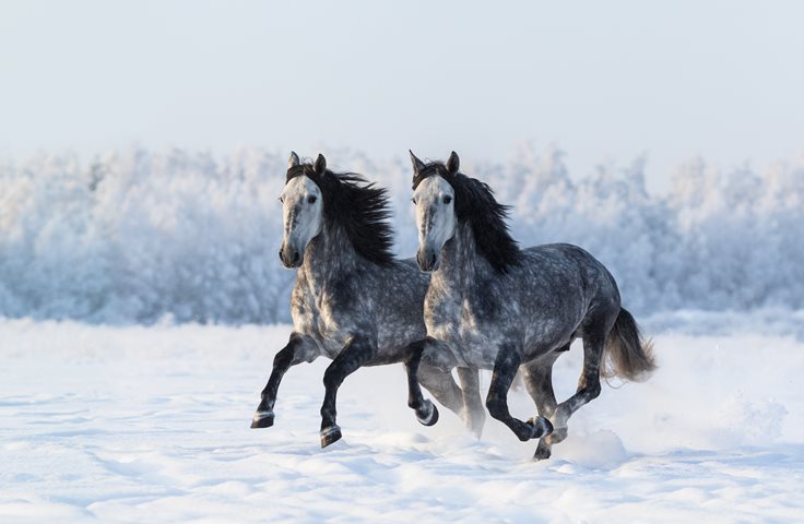 Interesting Spanish Horse Fact