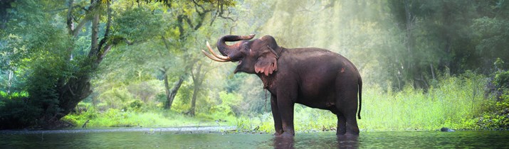 Amazing Thai Elephant Facts