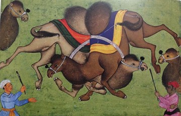 Interesting Camel Wrestling Fact