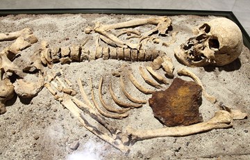 Amazing Vampire Facts