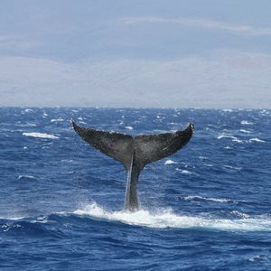 Interesting Fluking Fact