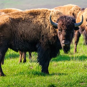Kansas Facts American Bison