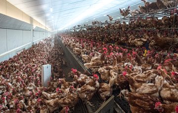 Vegan Animal Cruelty