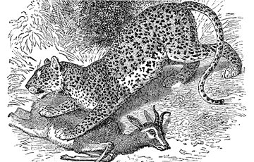 Yemen Fact and animals