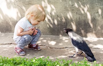 Crow Intelligence Fact