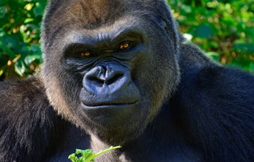 Gorillas Ape Fact
