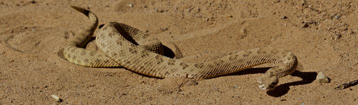 Arizona Rattlesnake Fact