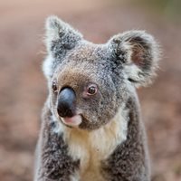 Koala Facts