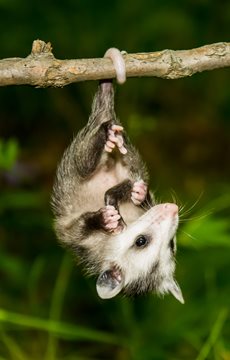 Fun Opossum Facts and Video