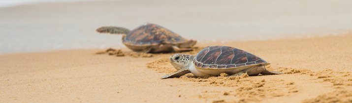 Crazy Sea Turtle Facts