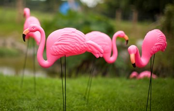Wisconsin Pink Flamingo Fact