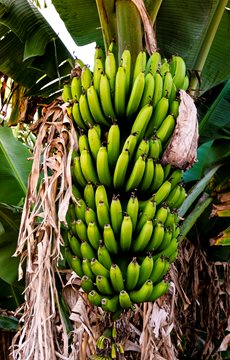 Banana Tree Facts