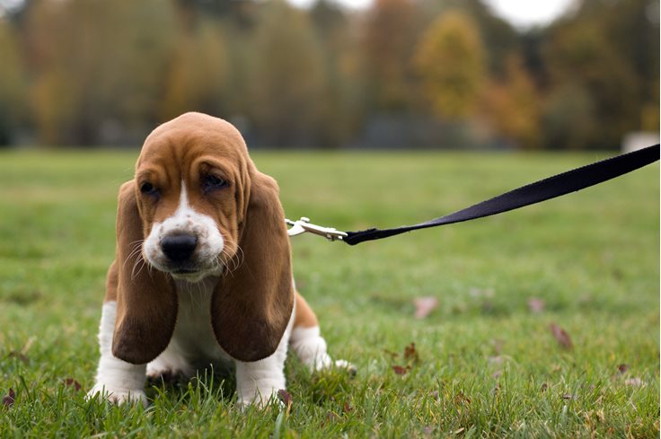 Cute Bassett Hound