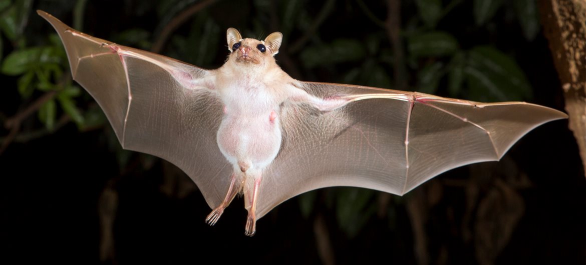 74 Bat Facts That Will Surprise You | FactRetriever.com