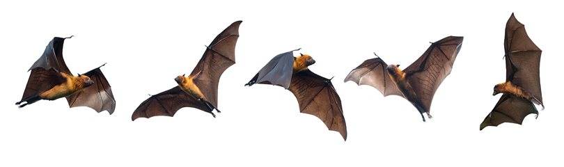 74 Bat Facts That Will Surprise You | FactRetriever.com