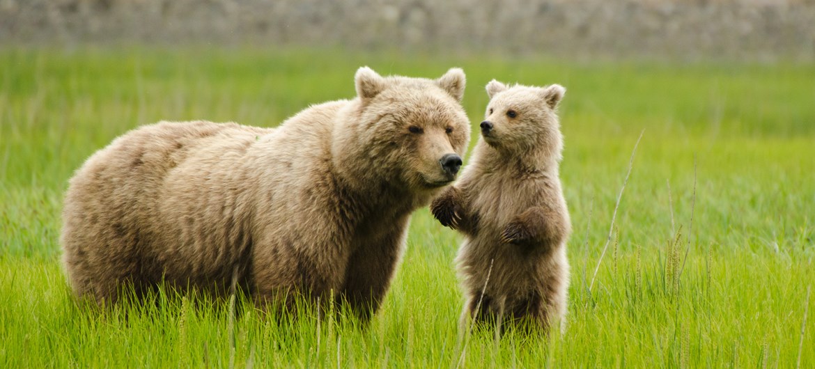 bear forest dating