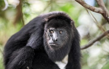 Belize Howler Monkey Fact