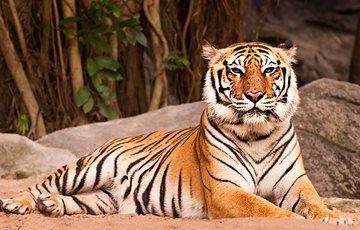 Bengal tiger sitting in the wild