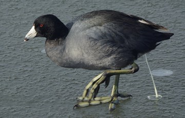 Lightweight Bird Fact