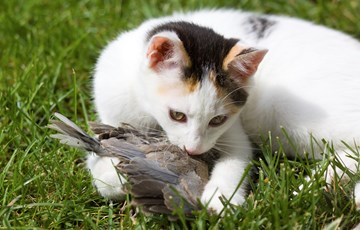 Cat eats Birds