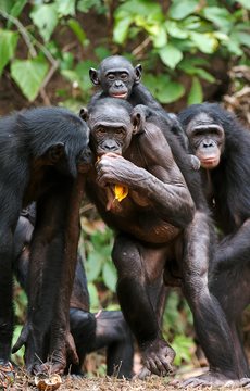 Bonobo Oral Sex