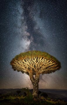 Blood Dragon Tree and Yemen Fact