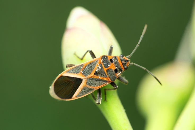 Boxelder Bug Damage Facts
