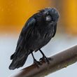 Crow facial recognition