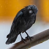 Crow facial recognition