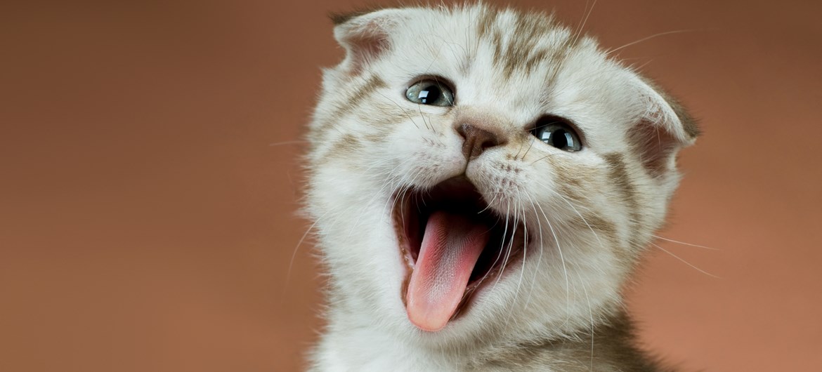 awesome facts about cats