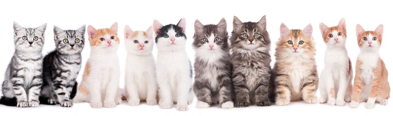 10 interesting facts about cats