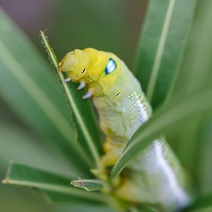 Caterpillar facts