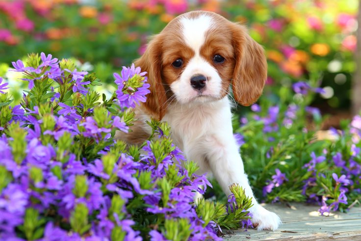 Really Cute Dogs