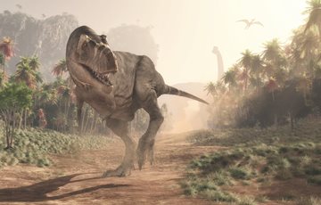 Chicken evolution Fact